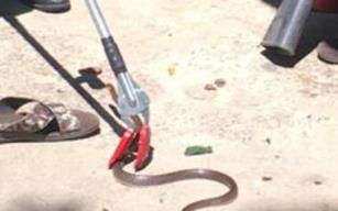 Zehirli yılanı karbondioksit gazıyla yakaladılar