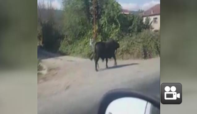 Kaçan boğa camiye girse de!...