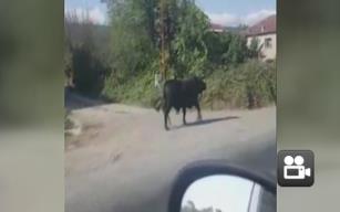 Kaçan boğa camiye girse de!...