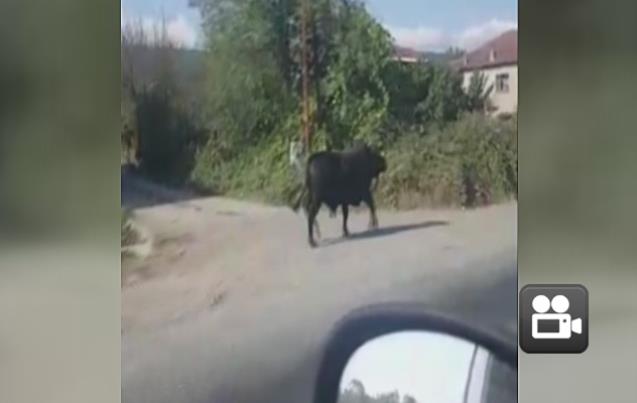 Kaçan boğa camiye girse de!...