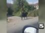 Kaçan boğa camiye girse de!...