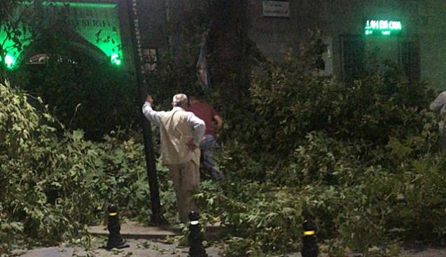 AĞAÇLAR BUDANMAYA BAŞLADI