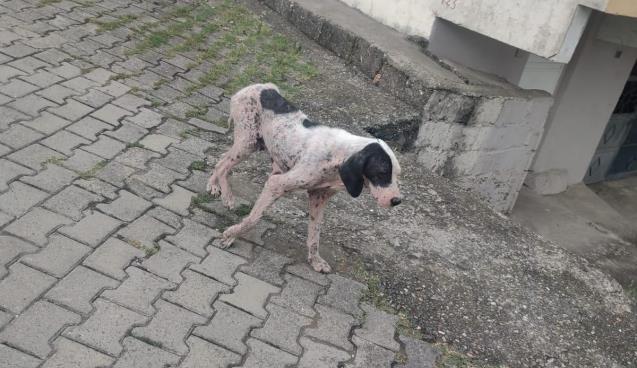 Uyuz köpekler köy halkını tedirgin etti