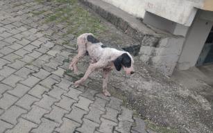 Uyuz köpekler köy halkını tedirgin etti