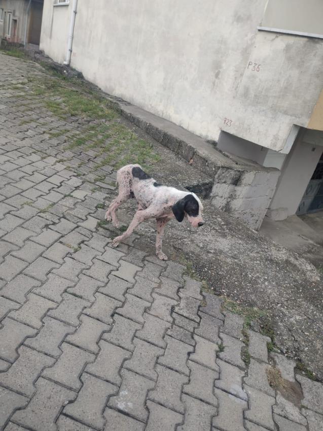 Uyuz köpekler köy halkını tedirgin etti