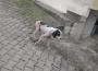 Uyuz köpekler köy halkını tedirgin etti