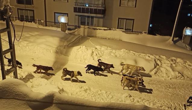 Mahalle Sakinlerini Korkutuyor...