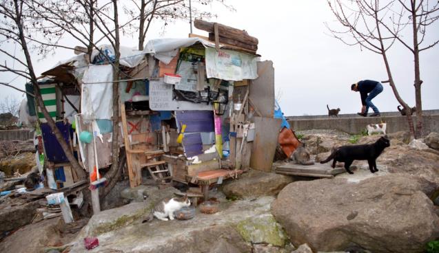 Kedilerin bakımını üstlendiler…