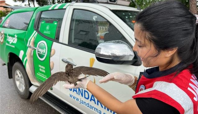 Yaralı ebabil kuşuna jandarma şefkati