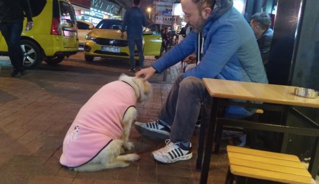 Donmak üzere olan köpeğe esnaftan şefkat eli