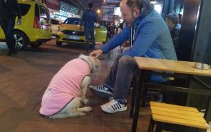 Donmak üzere olan köpeğe esnaftan şefkat eli
