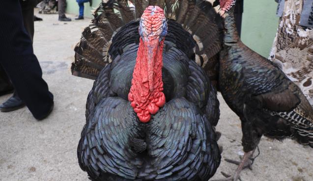 Organik Eflani Hindisi kolesterole iyi geliyor