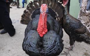 Organik Eflani Hindisi kolesterole iyi geliyor