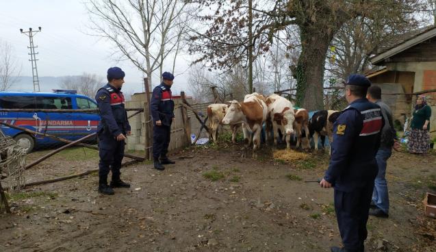 Kaybolan hayvanlarına jandarma sayesinde kavuştular
