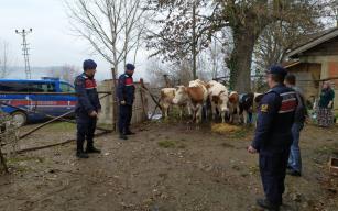 Kaybolan hayvanlarına jandarma sayesinde kavuştular