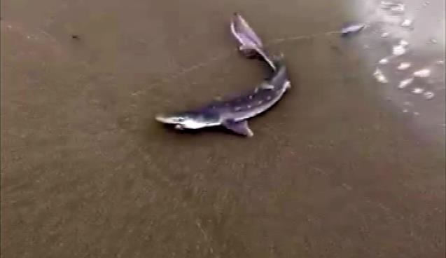 Balıkçı oltasına yavru köpek balığı takıldı