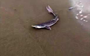 Balıkçı oltasına yavru köpek balığı takıldı