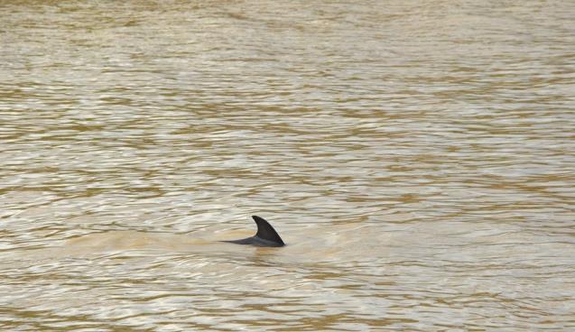  Alaplı Çayı'nda ilk kez yunus balığı görüldü