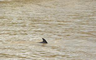  Alaplı Çayı'nda ilk kez yunus balığı görüldü