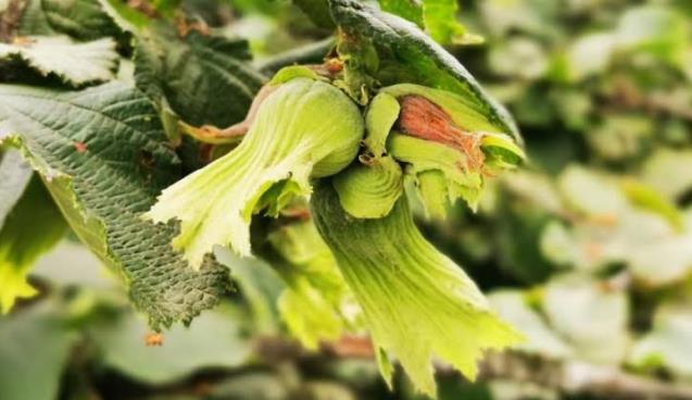 Fındık taban fiyatı 17 TL olarak açıklandı.