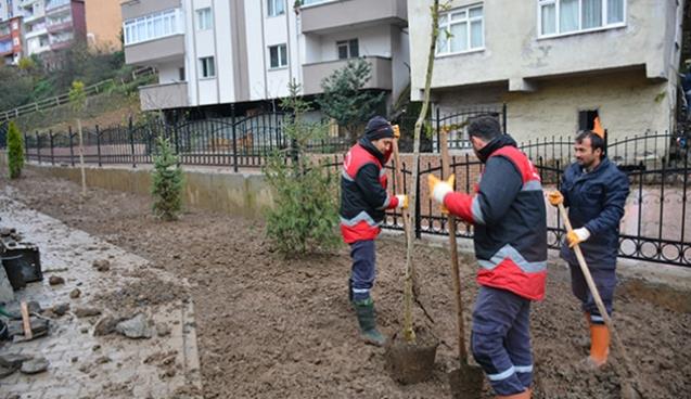 Sakindere ağaçlandırılıyor