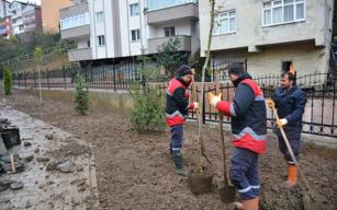 Sakindere ağaçlandırılıyor