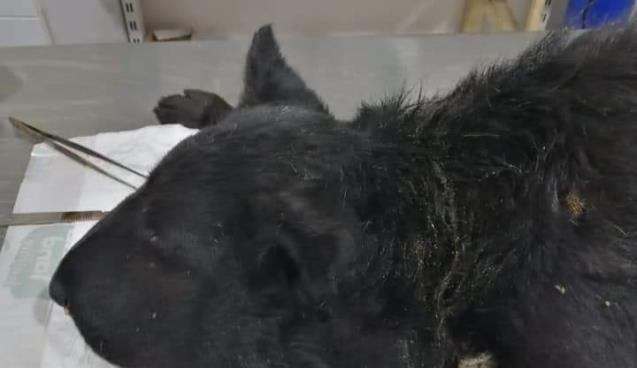 Boynuna lastik bağlanan köpek ölüme terk edildi