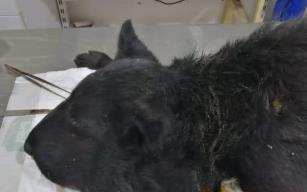 Boynuna lastik bağlanan köpek ölüme terk edildi