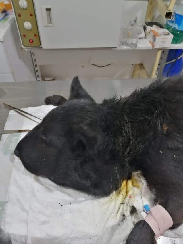 Boynuna lastik bağlanan köpek ölüme terk edildi