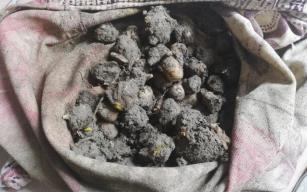 Toplanması yasak!.. 240 Bin TL ceza!..