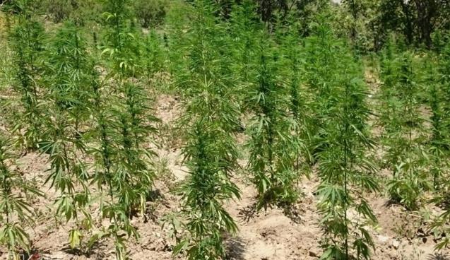 Kenevir Yetiştiriciliği Eğitimi verilecek…