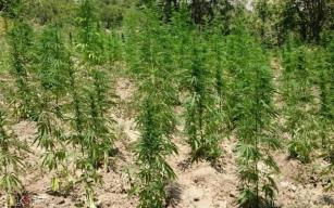 Kenevir Yetiştiriciliği Eğitimi verilecek…