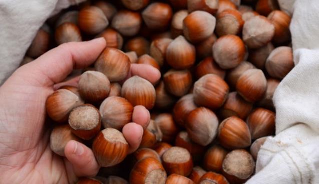 Fındık fiyatı 13 liraya yükseldi