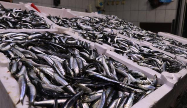 Balıkçılar sezondan umutsuz