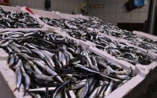 Balıkçılar sezondan umutsuz