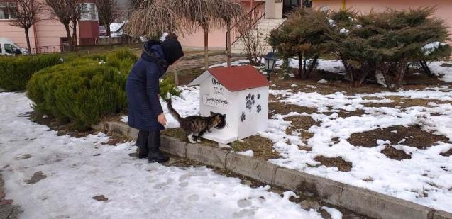 Tarihi kentte sokak hayvanlarına ev