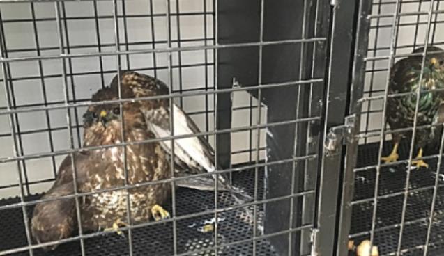 Av tüfeği ile vuruldular…