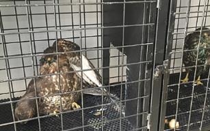 Av tüfeği ile vuruldular…