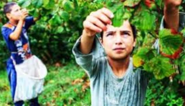 FINDIK TOPLAMA ÜCRETİ BELLİ OLDU