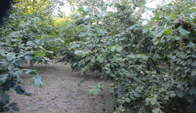 Fındık toplama tarihleri belli oldu 