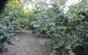 Fındık toplama tarihleri belli oldu 