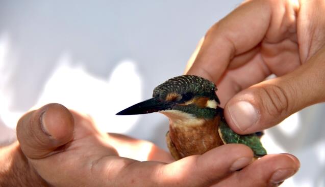 Dünyanın En Çapkın Kuşu Alapl'da Bulundu