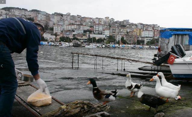 NECMİ AMCA’NIN ÖRDEKLERİNE BELEDİYE BAKIYOR
