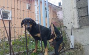 İtfaiye kurtardı, yaşama tutunamadı