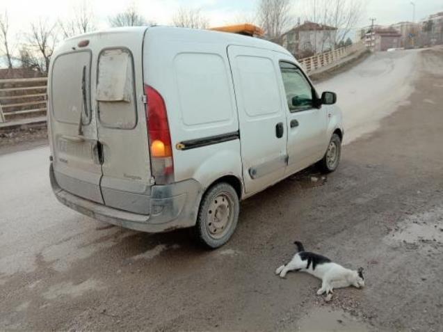 Otomobilin çarptığı kedi telef oldu, sürücü kaçtı