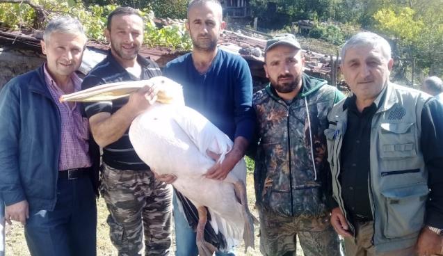 Yaralı pelikan tedavi altına alındı