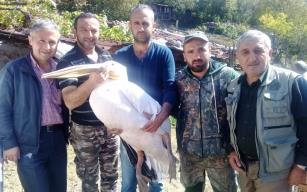 Yaralı pelikan tedavi altına alındı