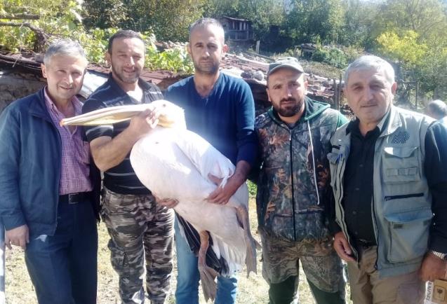 Yaralı pelikan tedavi altına alındı
