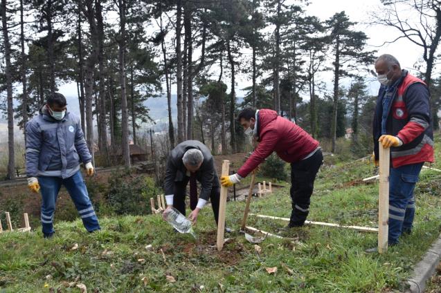 BELEDİYE, KESTANECİ’YE KESTANE FİDANI DİKTİ