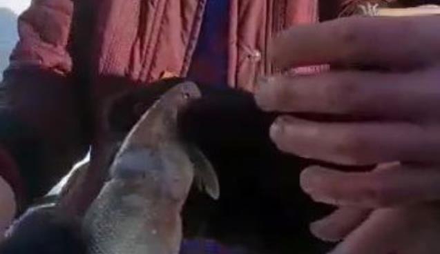Ağa takılan balığı piknikçi aile kurtardı